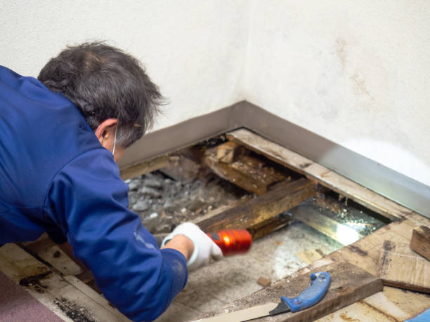 Best Affordable Mold Removal  in East Moline, IL