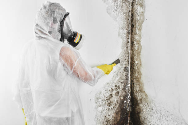 Best Local Mold Removal Service  in East Moline, IL