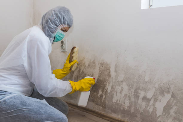 Best Crawl Space Mold Removal  in East Moline, IL