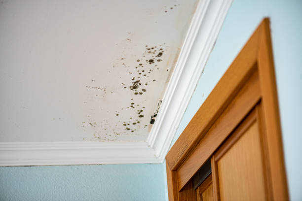 Best Mold Damage Repair  in East Moline, IL