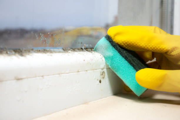 East Moline, IL Mold Removal Company