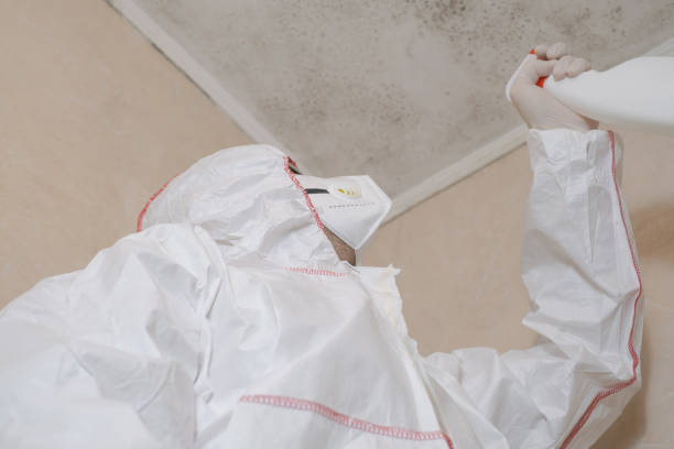 Home Mold Removal in East Moline, IL