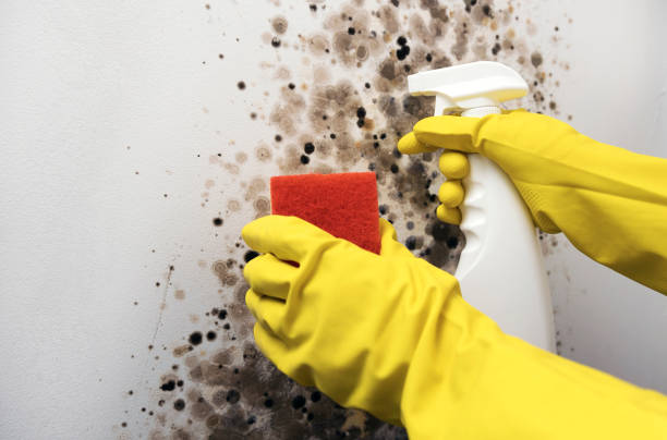 Best Crawl Space Mold Removal  in East Moline, IL