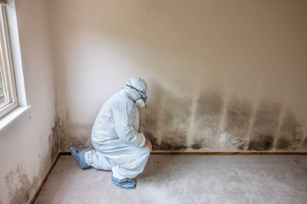 Best Same-Day Mold Removal  in East Moline, IL