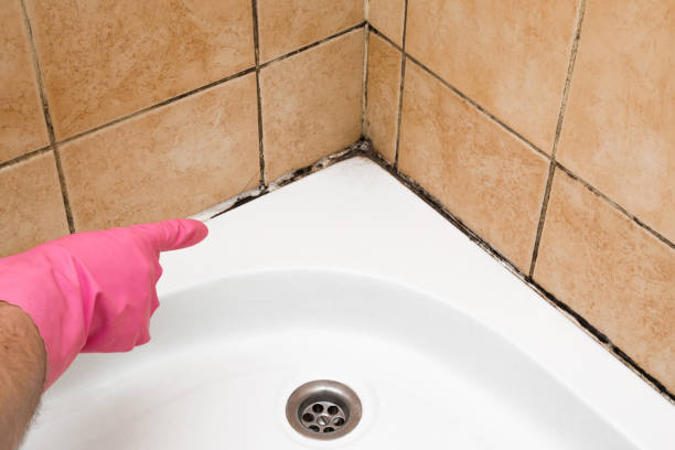 Mold Testing and Removal in East Moline, IL